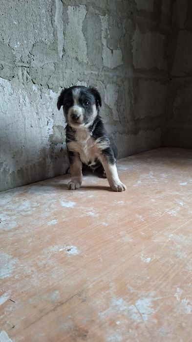 Отдам щенков в добрые руки.