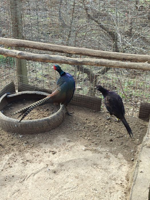 Fazani rasa Tenebros,și rasa Comuna