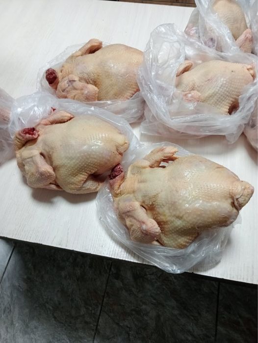 мясо домашнего бройлера