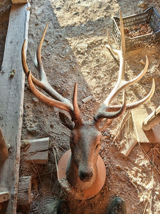 Макет олена 350000