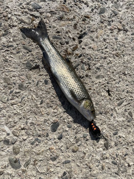 5 бр. Воблери за кефал 28мм. 2,5гр. + кутийка подарък