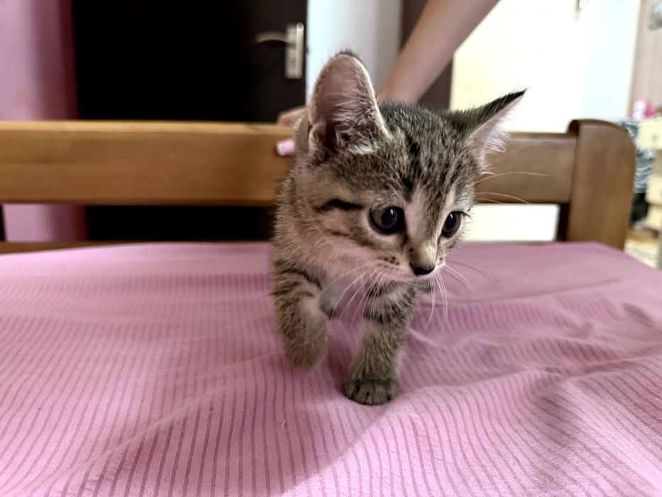 Котенок в добрые руки