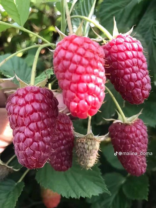 Качествен разсад – Малини и Ягоди Предлагам висококачествен