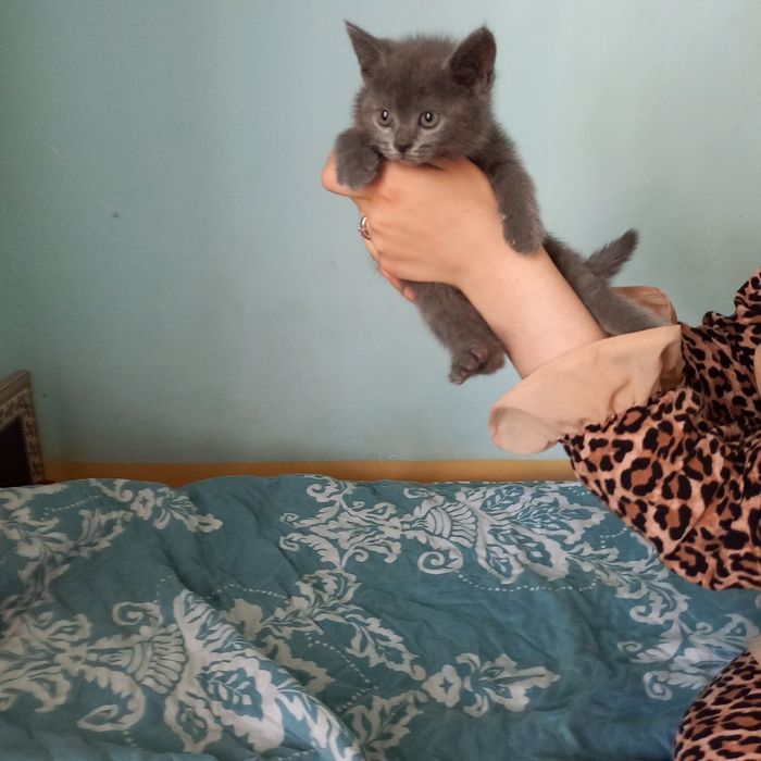 Британский скотиш елите