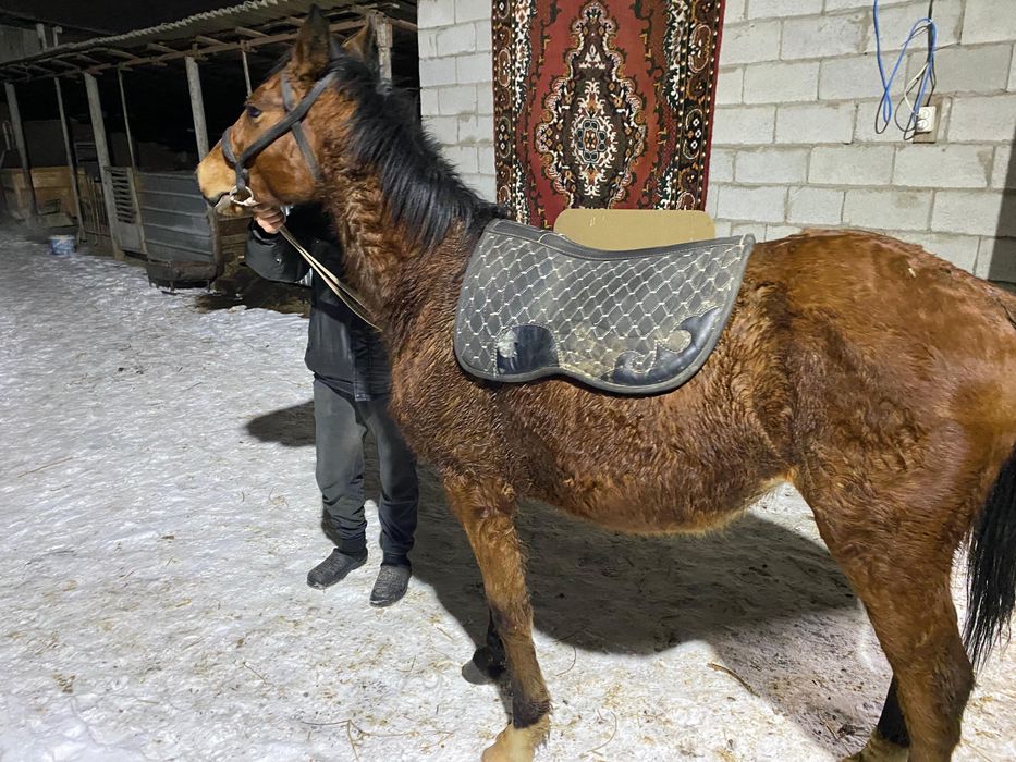 Тай полукров.