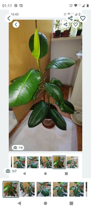 ficus plantă naturală 80 cm.