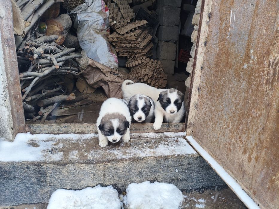 Отдам бесплатно в добрые руки щенят