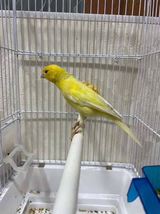 Kanreyka Nar 1.5 yosh yariiy