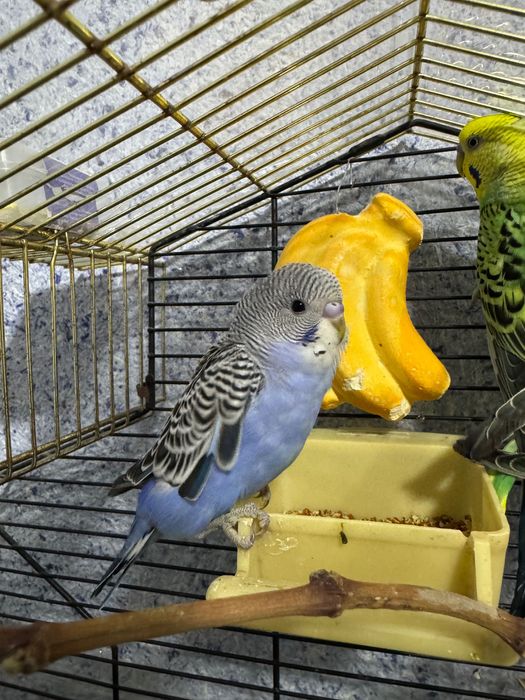 Попугай волнистый