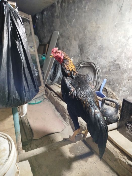 Хуроз тоза карейс зотидан