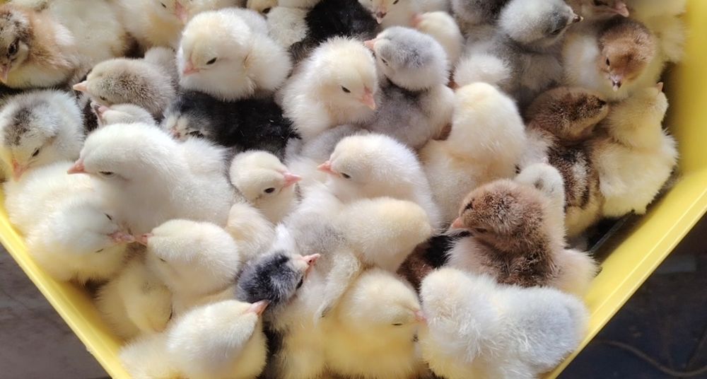 Pui brahma de 1 zi diverse varietăți de culoare