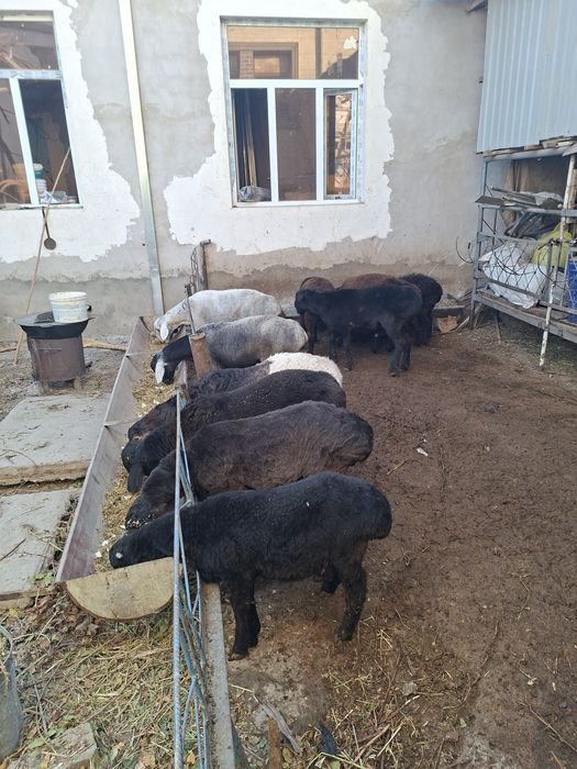 Кучкор барала сотилади  бокилган