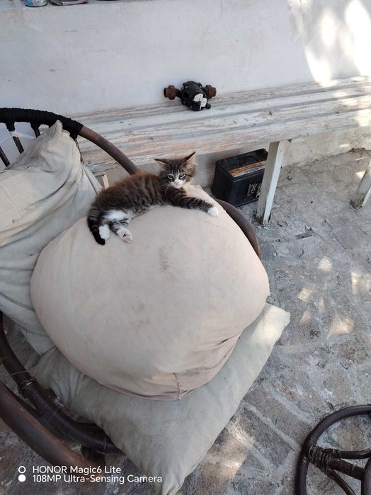 Котенца едно, и двумесечна, много симпатични
