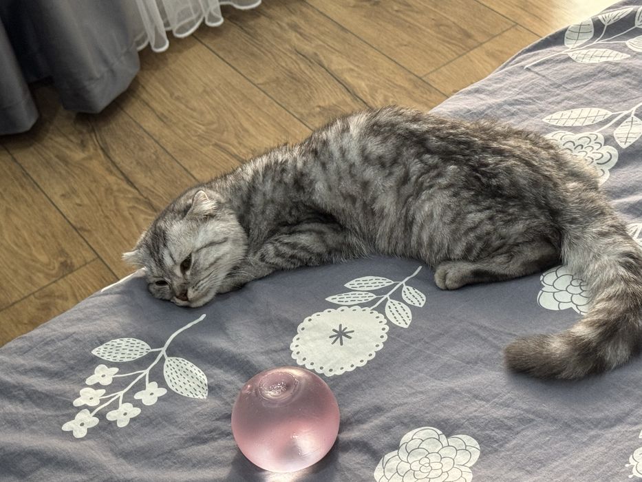 Шотландский котенок
