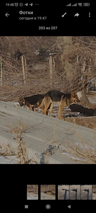 Продаются щенятаь