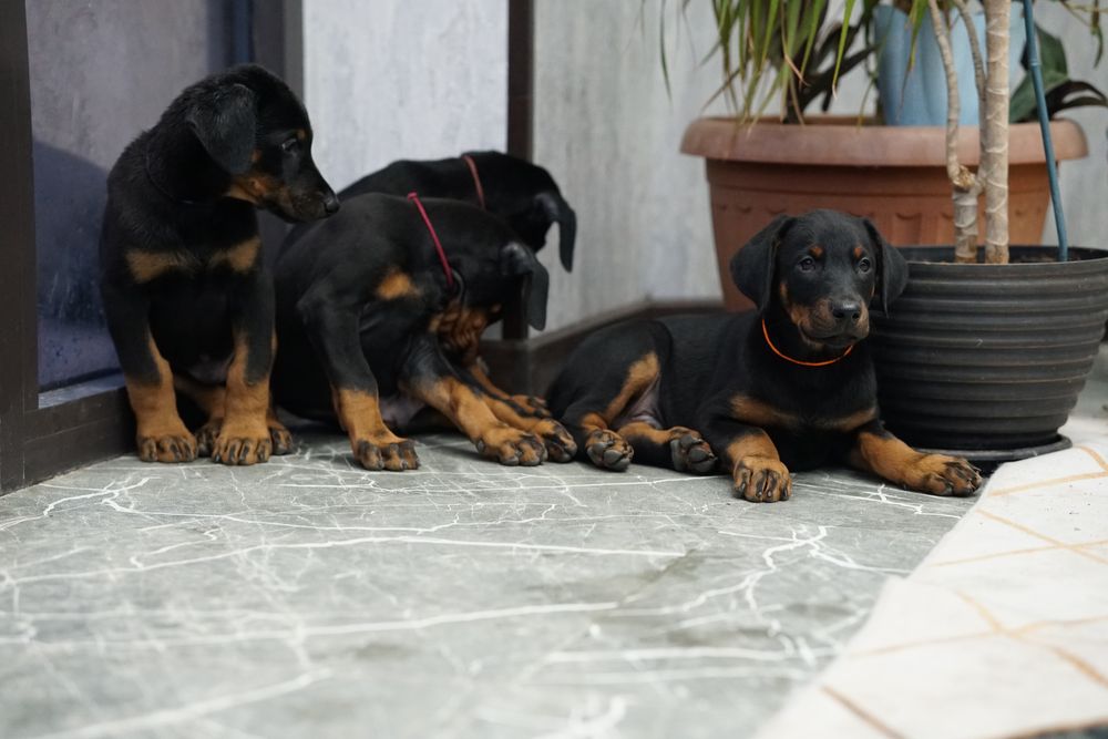 Щенки добермана на проджу