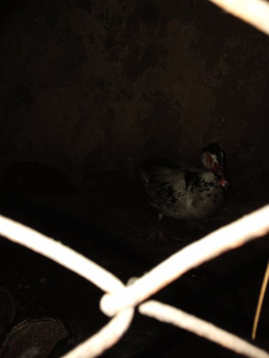 Продам индоселеня молодого