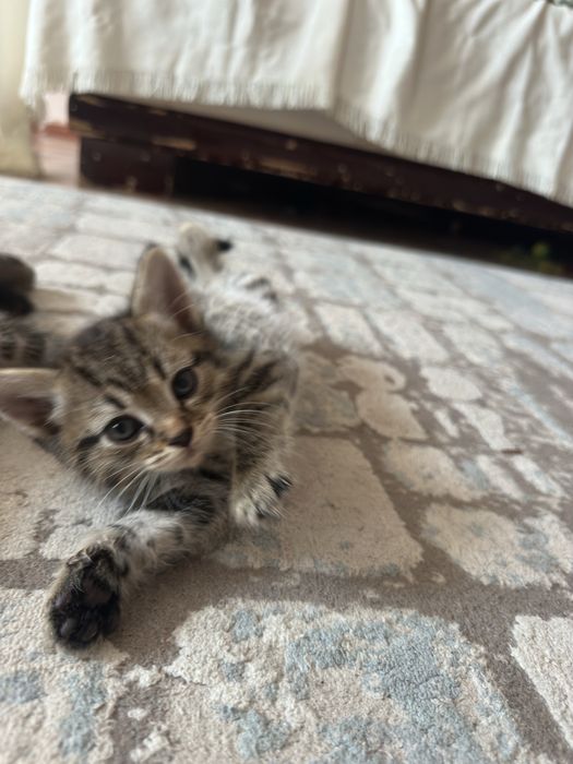 Котята британцы короткошерстные