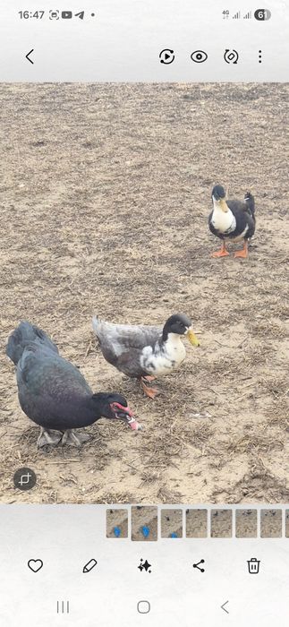 Утки продаётся домашние