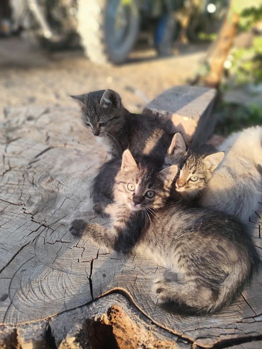 Отдам котят в хорошие руки