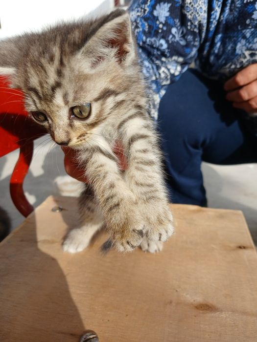 Отдам котят в добрые руки