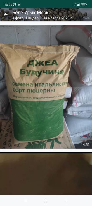 Джеа итальянскии