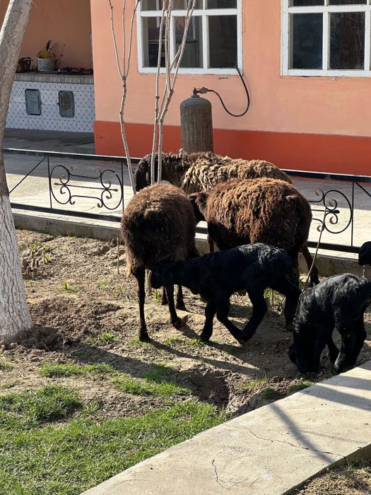 Козылы койлар сатылады