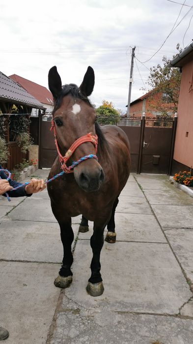 Iapă de vânzare, de 4 ani