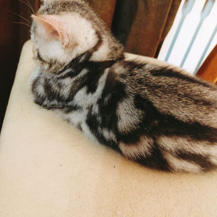 Котенок Скоттиш-фолд