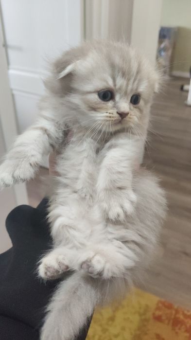 Шотландские прямоушки