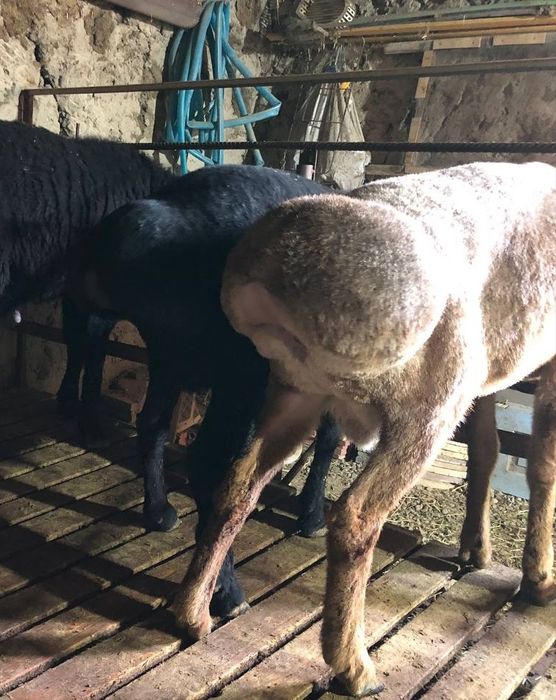 Samarqand juma Qoʻchr sotiladi toza sogʻlom