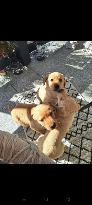 Pui Labrador Retriever