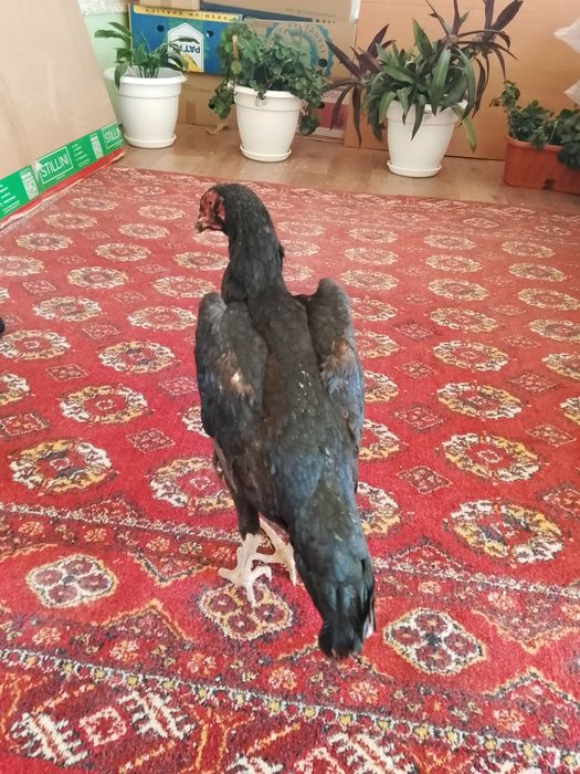 Зор мекен сатылады