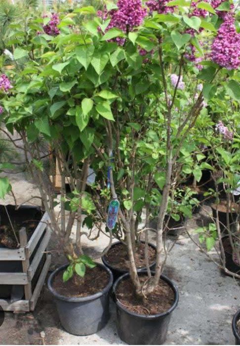 Сирень саженцы сортовая.