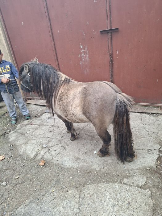 Vand sau schimb cu animale