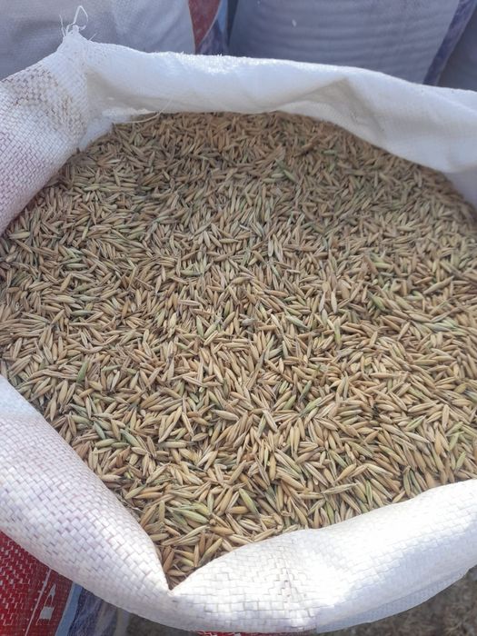 Продам Сулы..(Овёс)