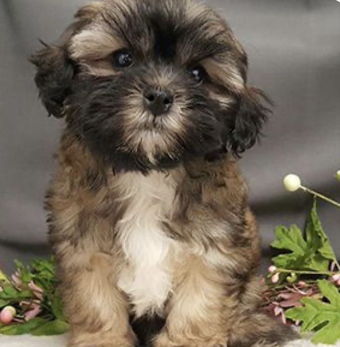 Bichon havanez fetita 400 lei