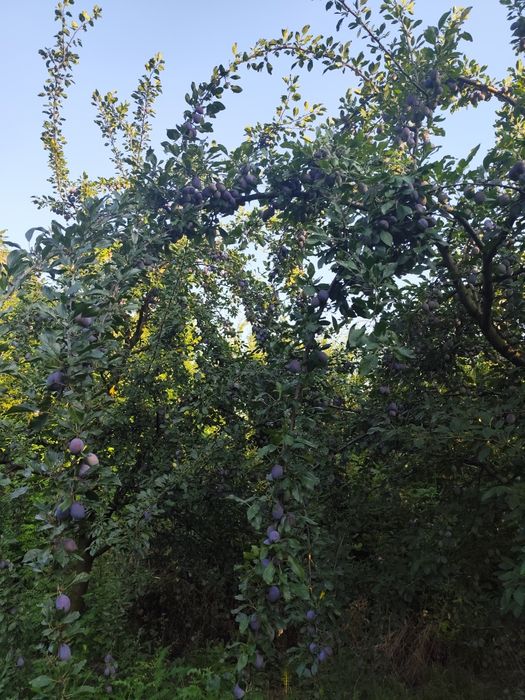 Prune de vânzare
