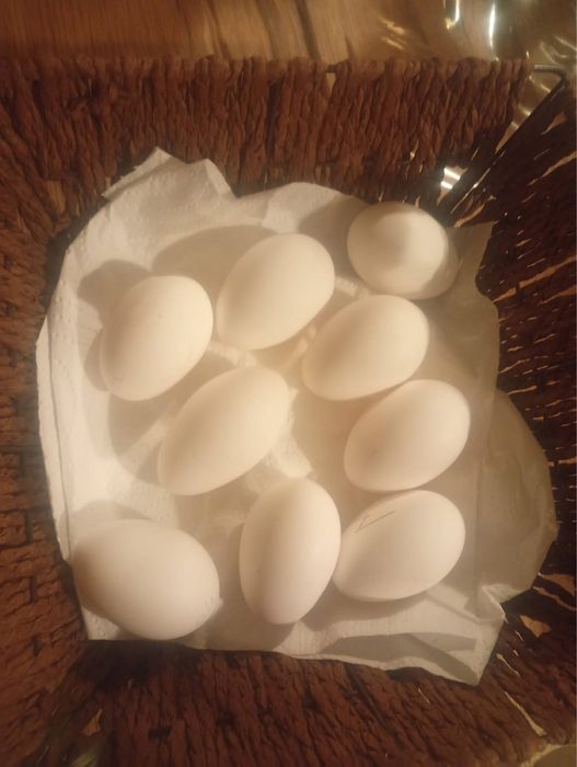 Oua pentru incubat moțata olandeza