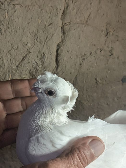 На продажу выставлены настоящие джизакские голуби