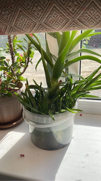 Алое продам