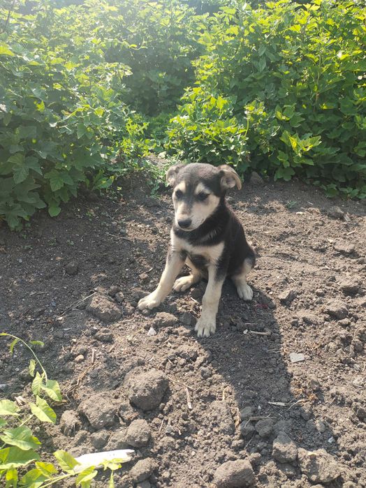 Отдам в хорошие руки