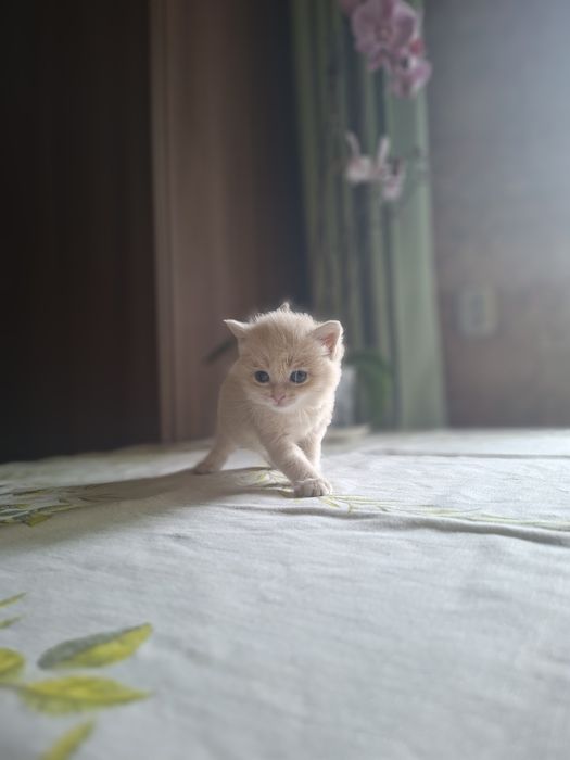Продадим котят породистые