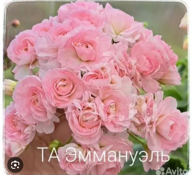 Пеларгония. Герань от 2000