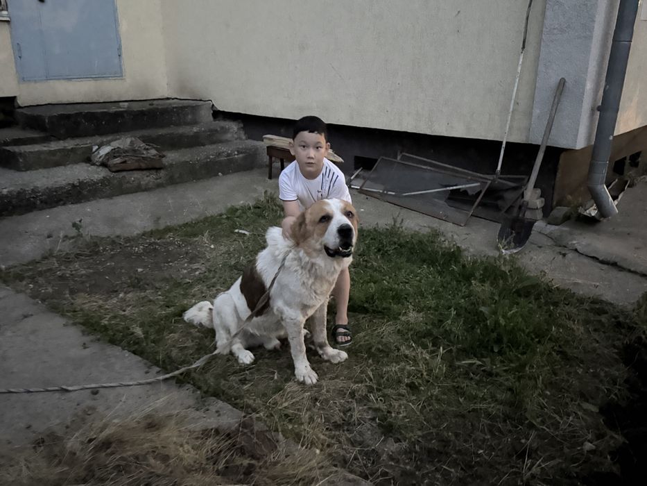 Продается Собака
