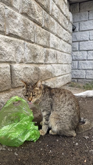 Кошка кошечка кошара