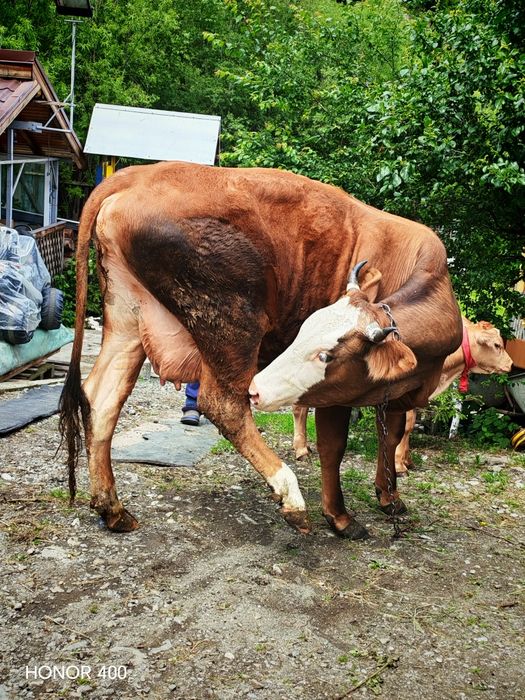 Vaca de vânzare tânără