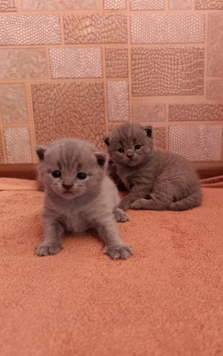 Порода:Британская короткошерстная