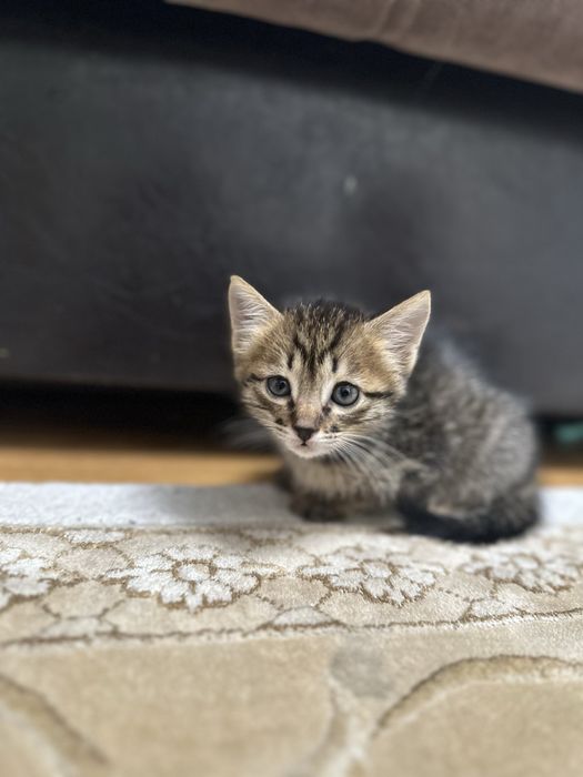 Кошечка домашняя