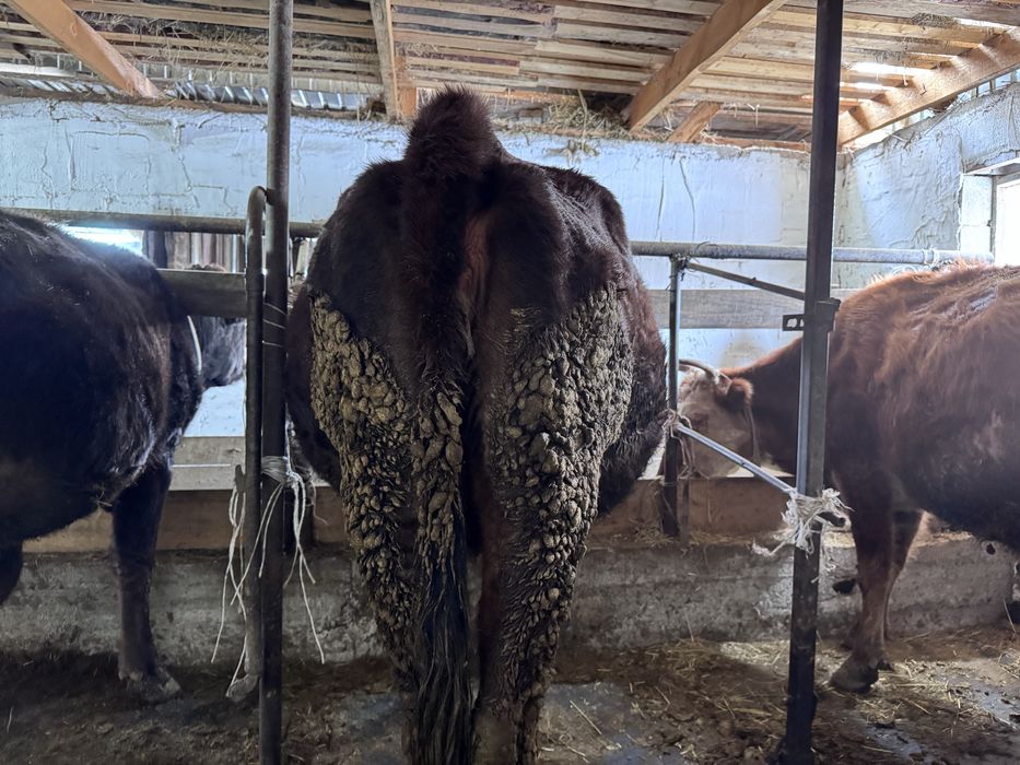 Сиыр ұрғашы сиыр